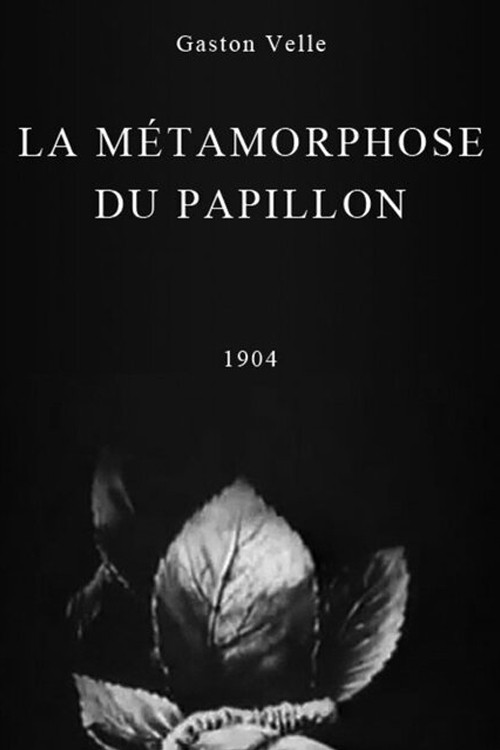A Butterfly's Metamorphosis