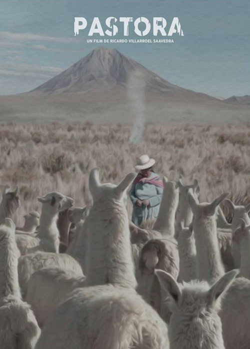 Andean Shepherdess