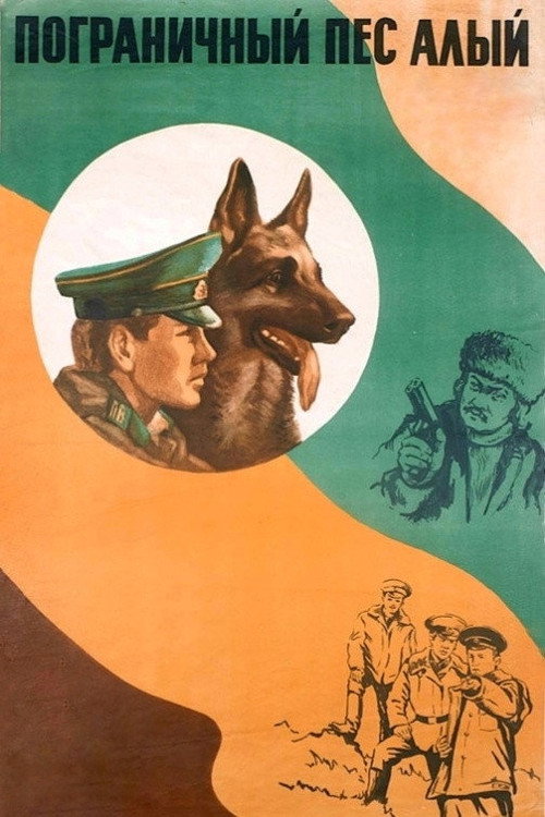 Border dog Alyi