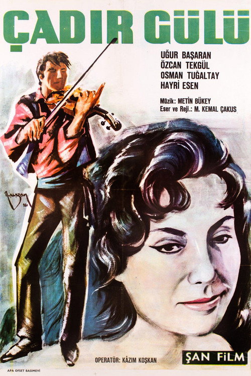 Çadir gülü