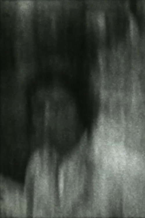 Carnívora