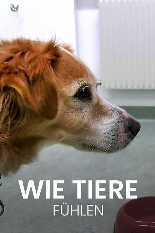Ce que ressentent les animaux