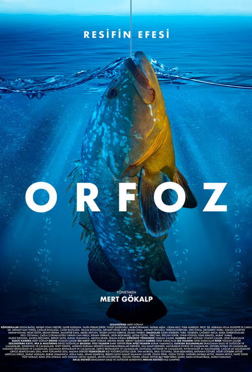 Dusky Grouper 'The Lord of the Reef'