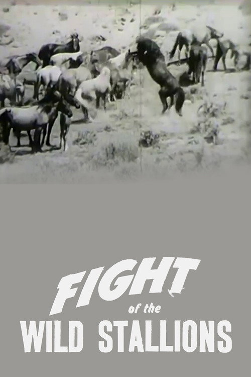 Poster for Fight of the Wild Stallions