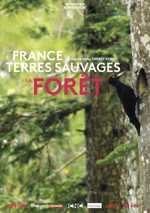 France terres sauvages - La forêt