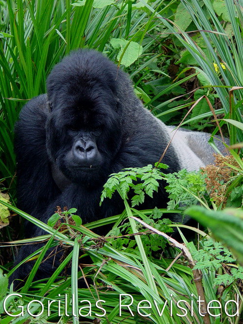 Gorilla Revisited with David Attenborough
