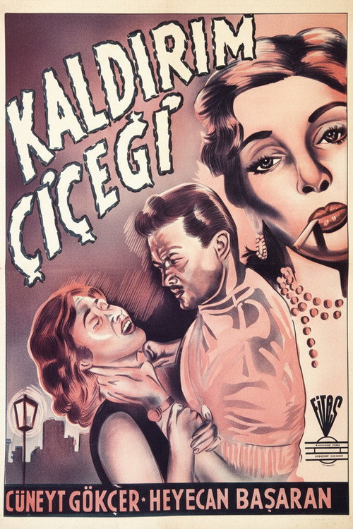 Kaldirim çiçegi