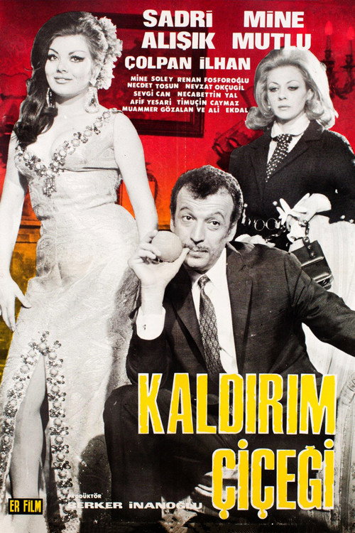 Kaldirim Çiçegi