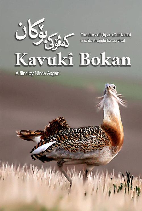Kavuki Bokan