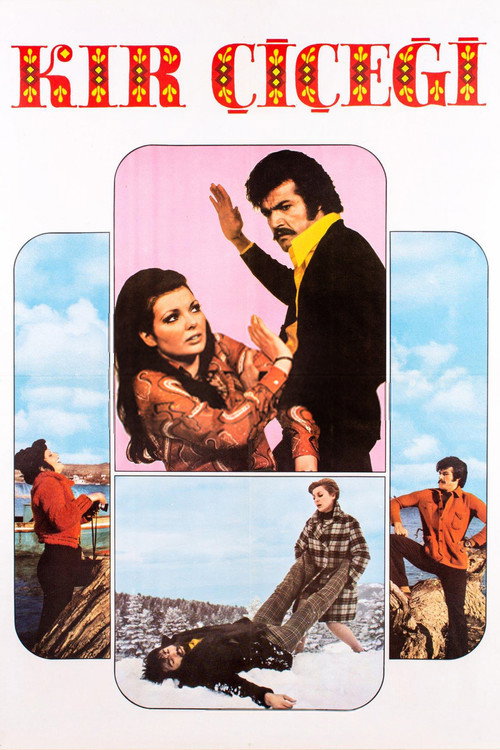 Kir Çiçegi