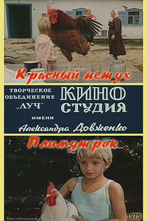 Krasnyy petukh plimutrok