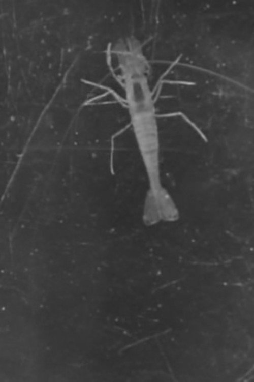 Les crabes