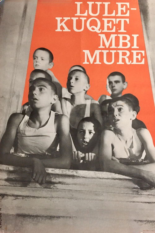 Lulekuqet mbi mure