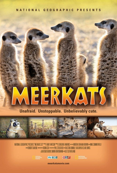 Meerkats