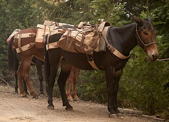 Mules