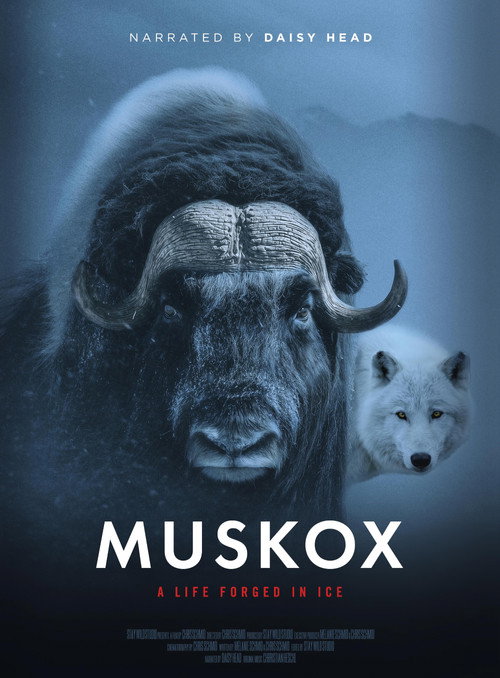 Muskox: Survival in the Arctic