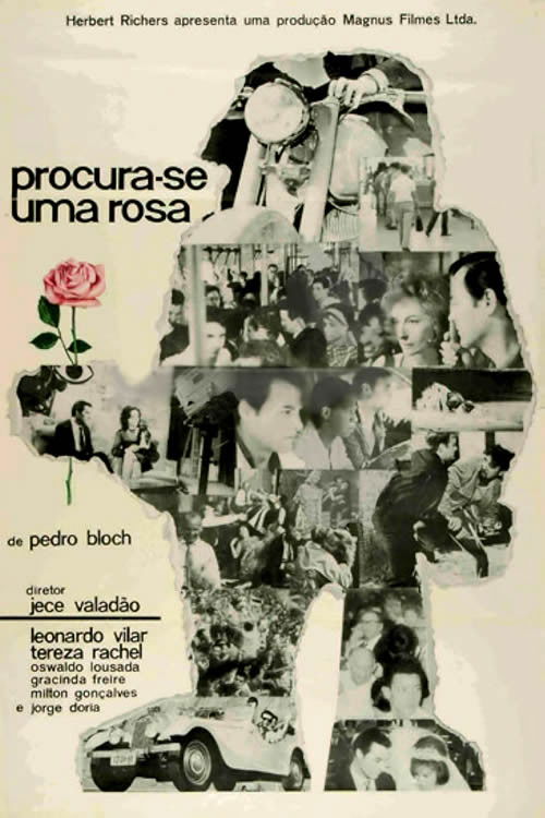 Procura-se uma Rosa