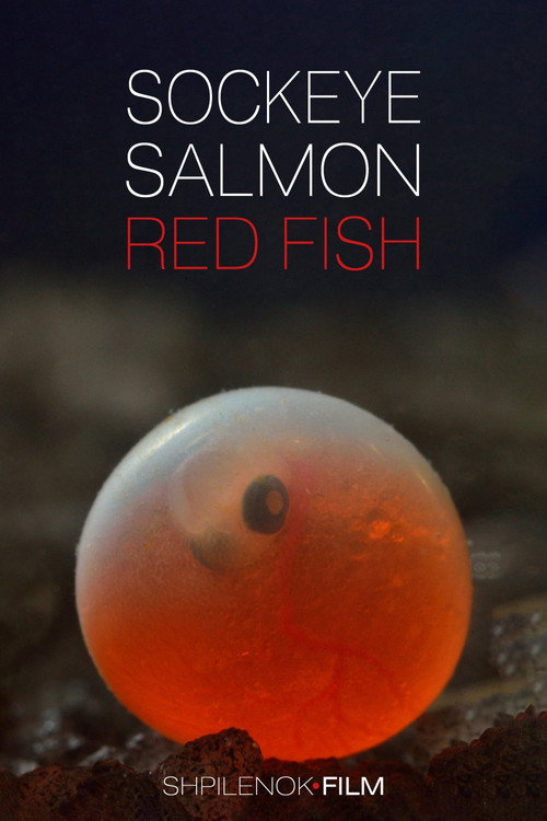 Sockeye Salmon, Red Fish