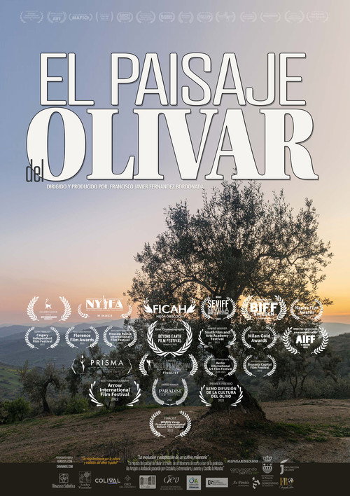 Spanish Olive Grove