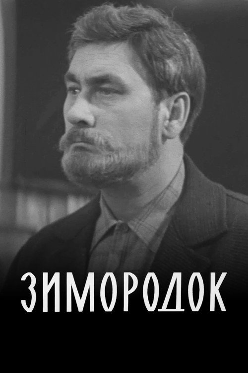Zimorodok