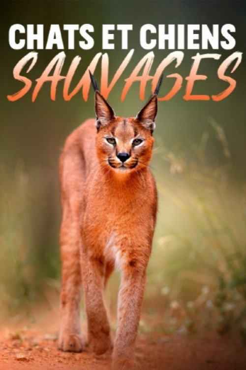 Chats et chiens sauvages