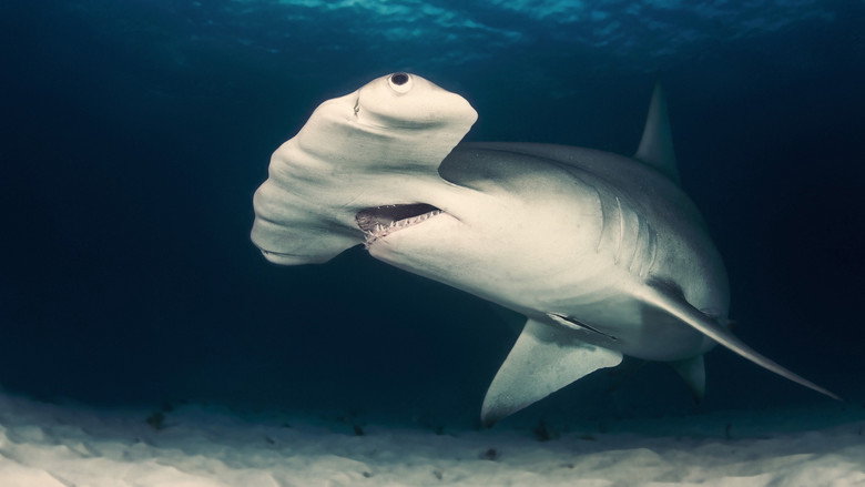 Cuba's Secret Shark Lair poster