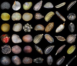 Seed